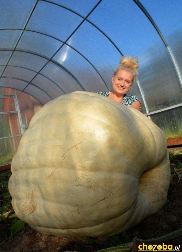 Mega dynia