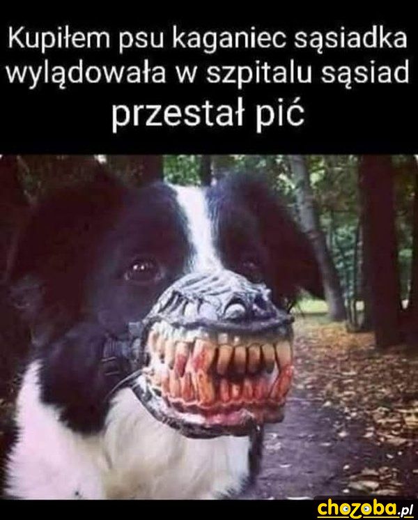 Kaganiec dla psa