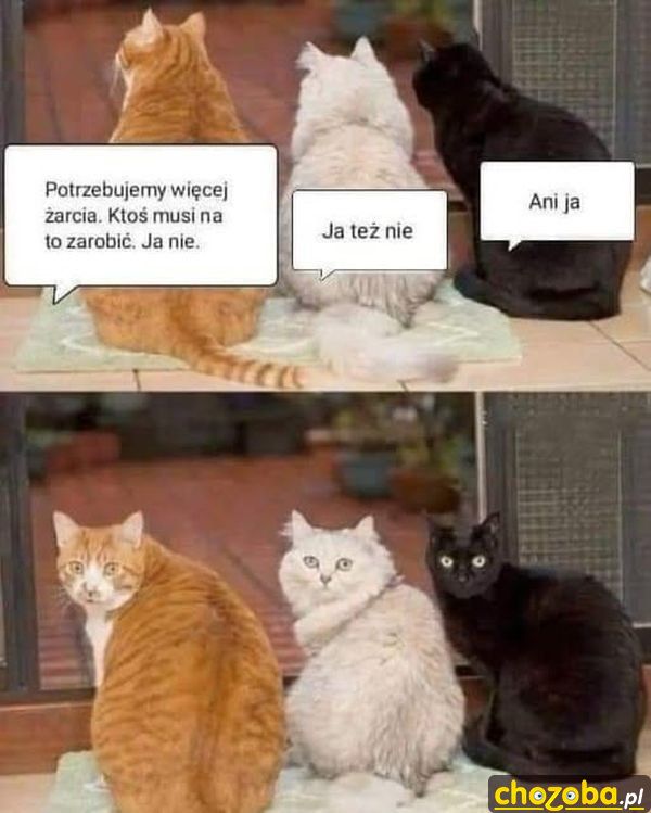 Żarcie dla kotów