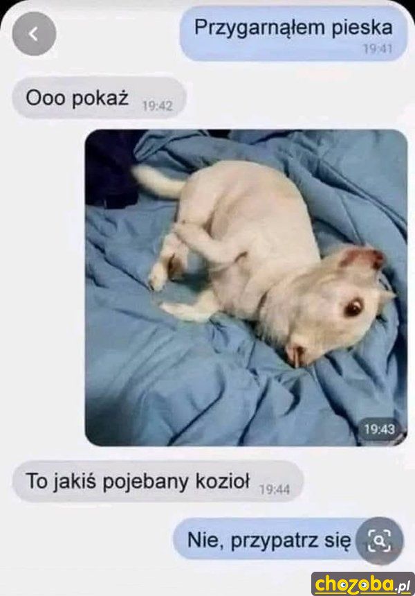 Nowy piesek