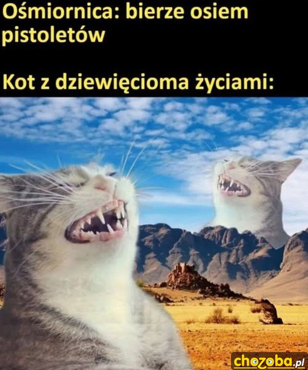 Ośmiornica vs kot