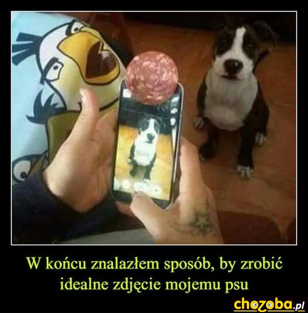 Zdjęcie psa
