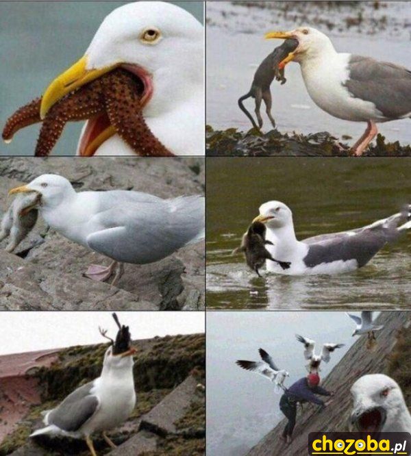 Co jedzą mewy