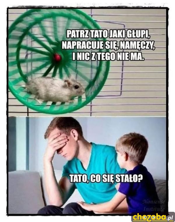 Jak chomik