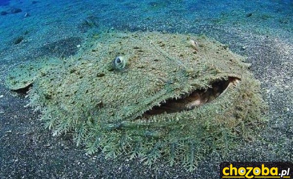 Placek na dnie oceanu