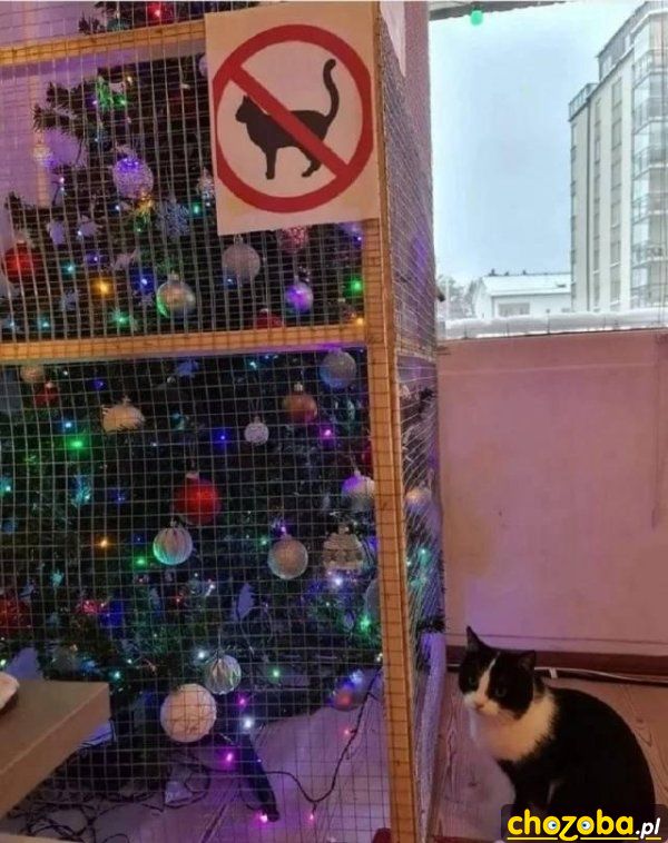 Choinka nie dla kota