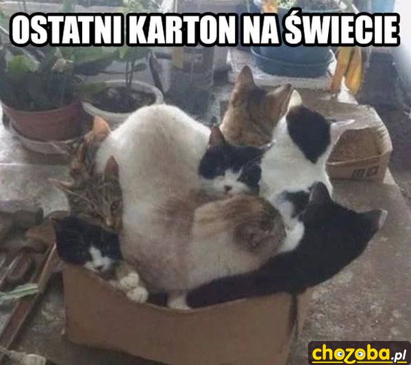 Ostatni karton na świecie