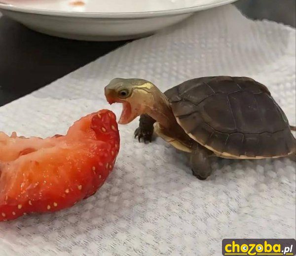 Żółw je truskawkę