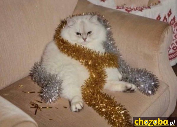Kot w sylwestra