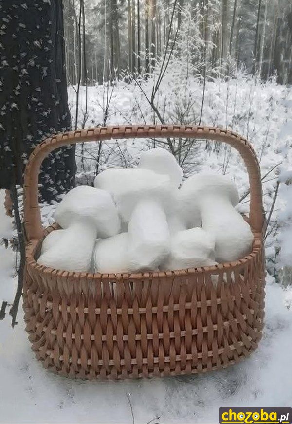Grzyby zimą