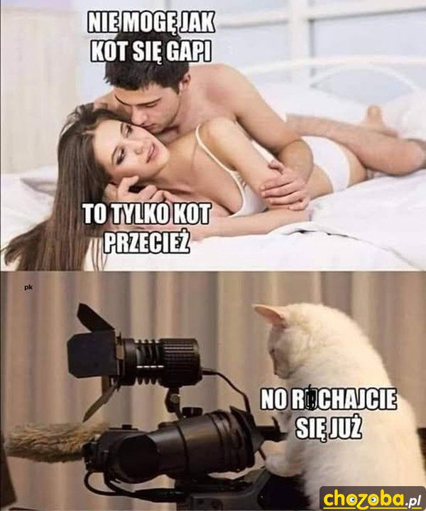 Kot się gapi