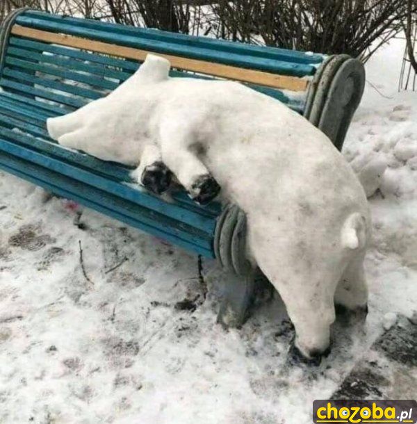 Śnieżna świnka