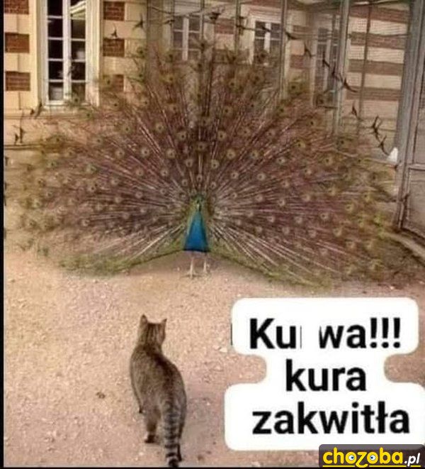 Kwitnąca kura