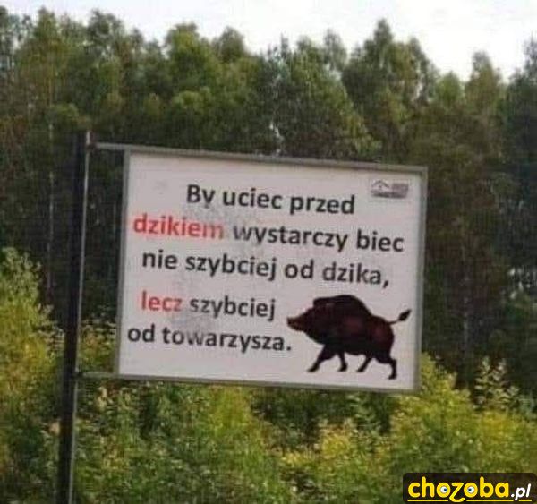 Jak uciec przed dzikiem