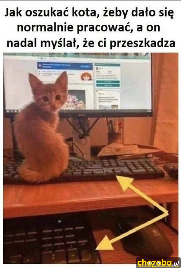 Oszukać kota