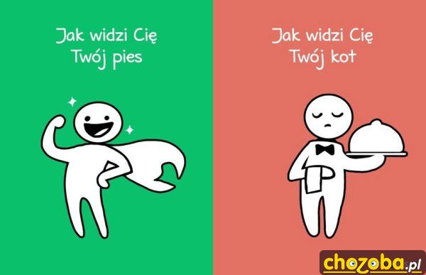 Pies i kot