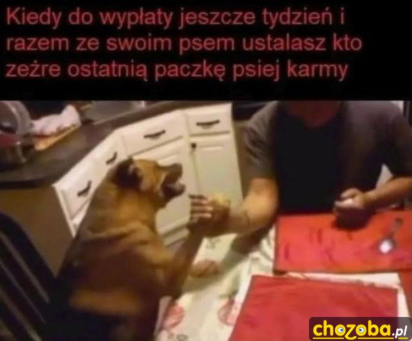 Ostatnia paczka karmy
