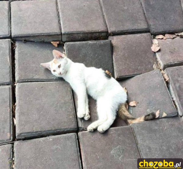 Ciężki kot