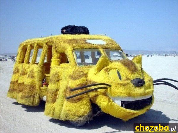 Kocie auto