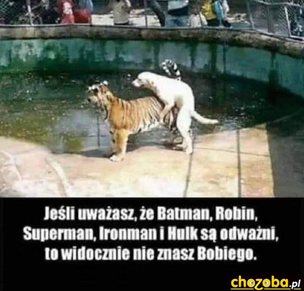 Odważny Bobi
