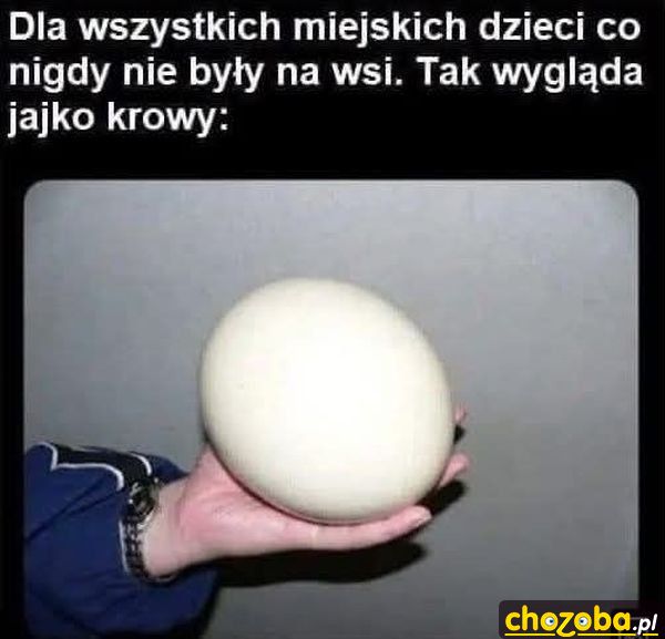 Jajko od krowy