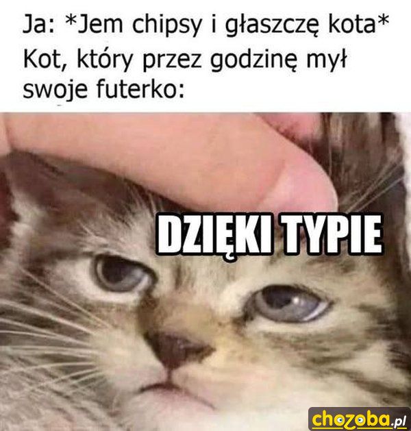 Kot i chipsy