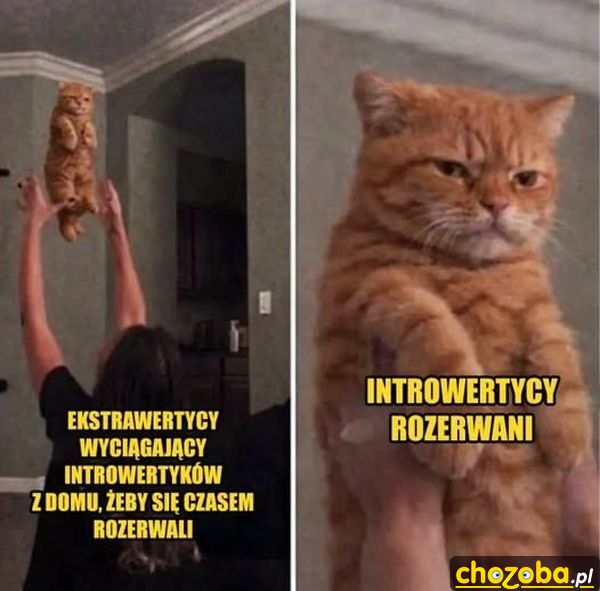 Rozerwany introwertyk