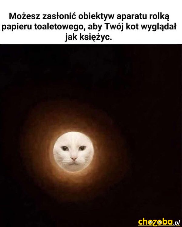 Kot jak księżyc