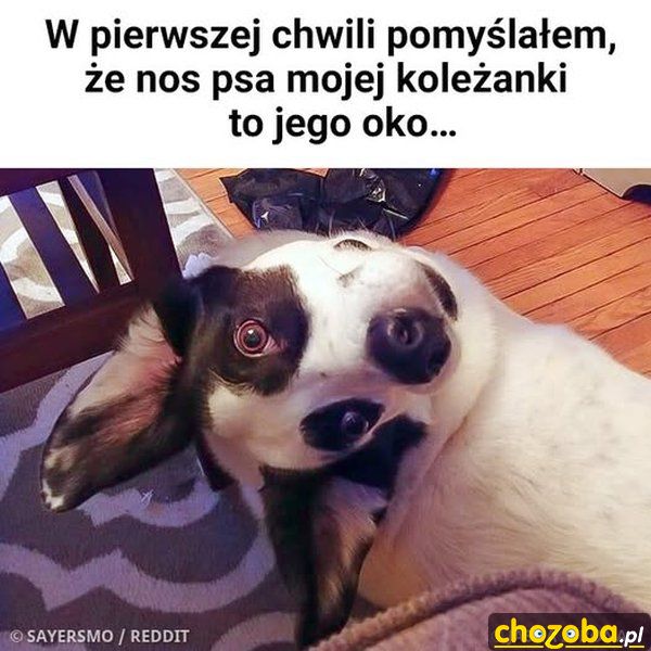 Piesek