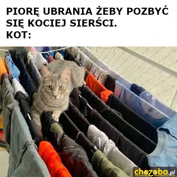 Kocia sierść
