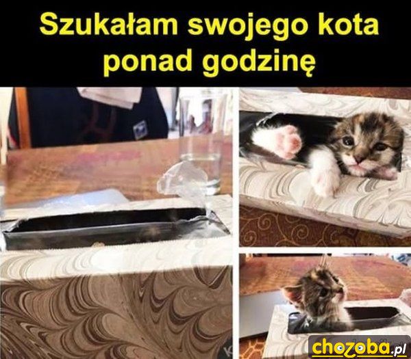 Zaginiony kot