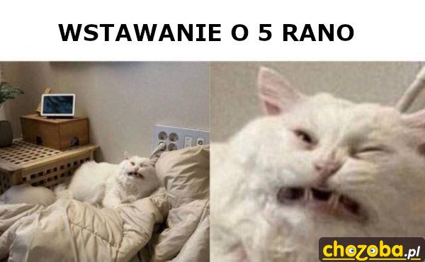 Wstawanie o 5 rano