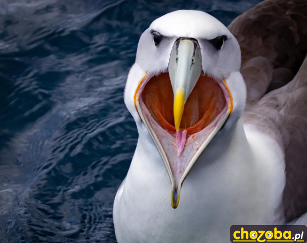 Aaaaaaa!!!