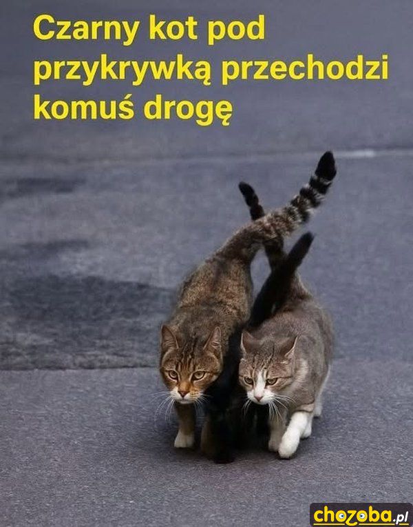 Czarny kot