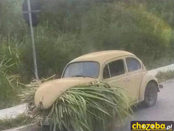 Garbus jedzący trawę