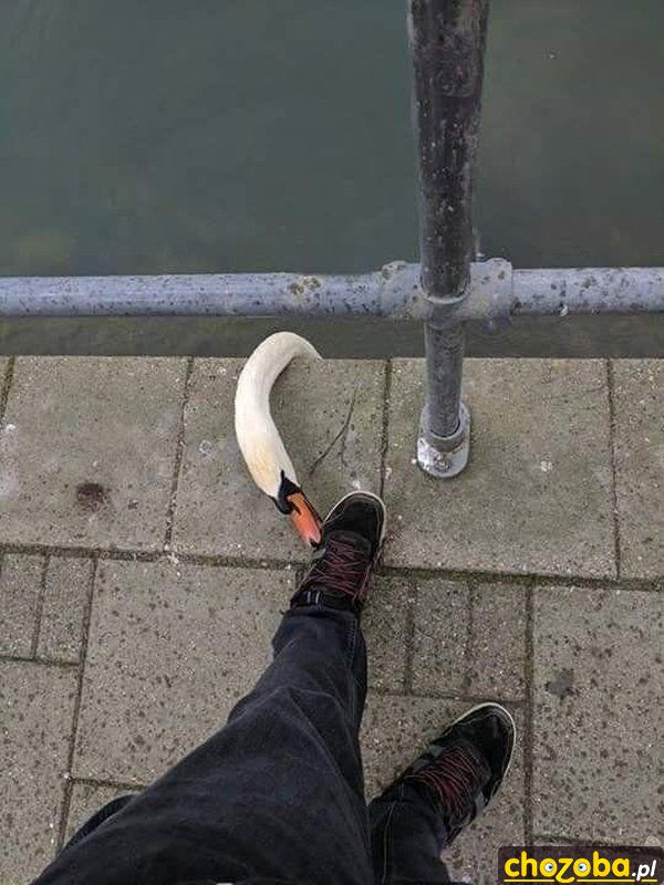 Dawaj girę!