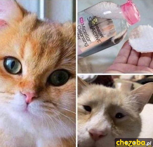 kocica-po-zmyciu-makijazu