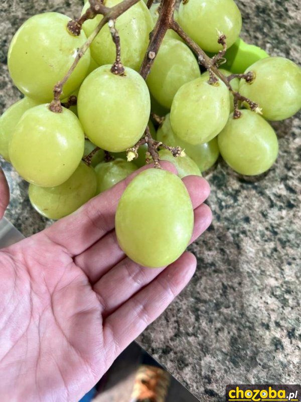 Duże winogrona