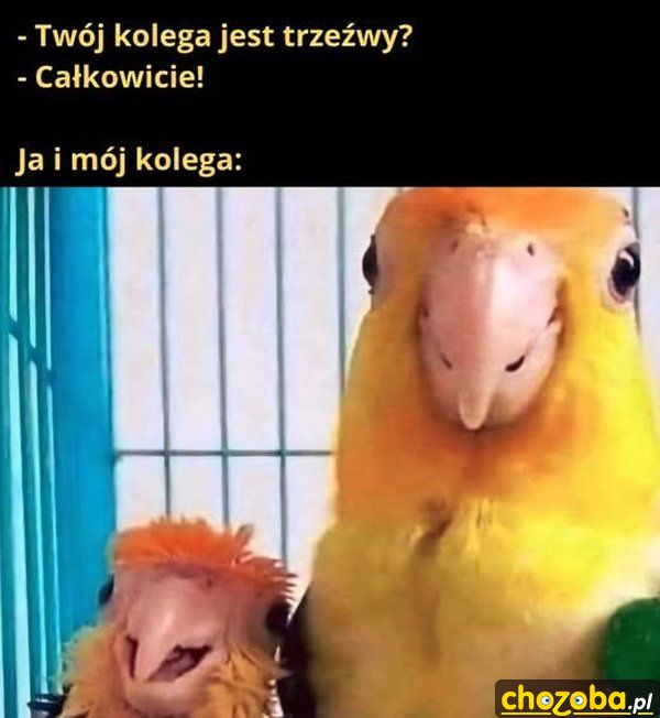 Trzeźwy kolega