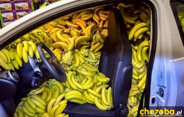 Auto goryla