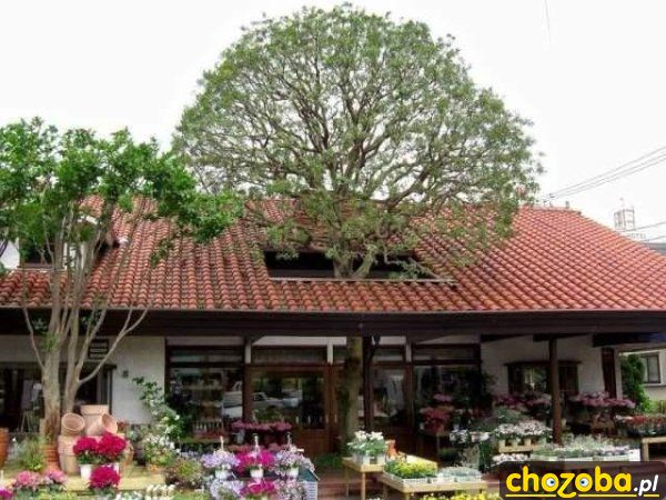 Święte drzewo
