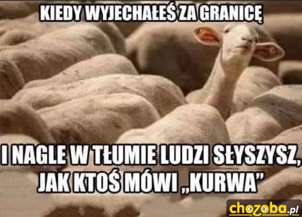 Polak za granicą