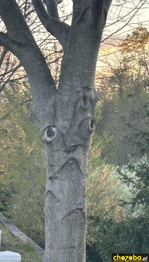 Drzewo z oczami