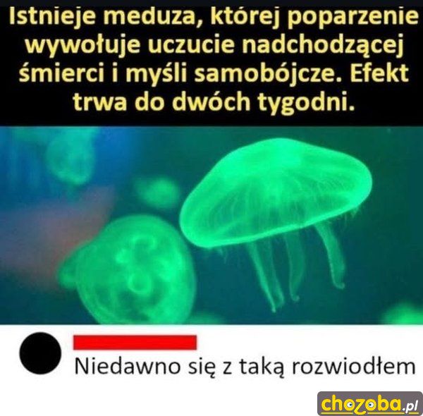 Taka meduza