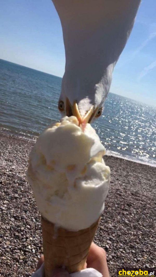 Mewa częstuje się lodem