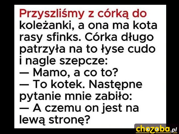 Dziwny kotek