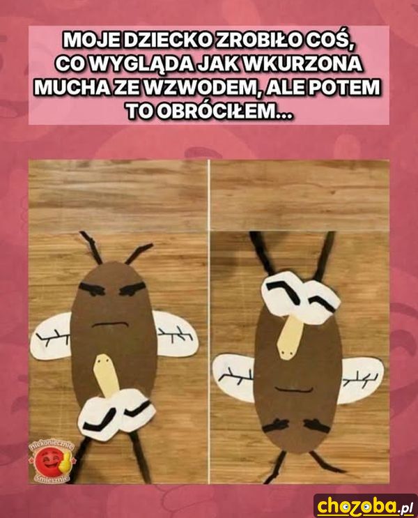 Wkurzona mucha