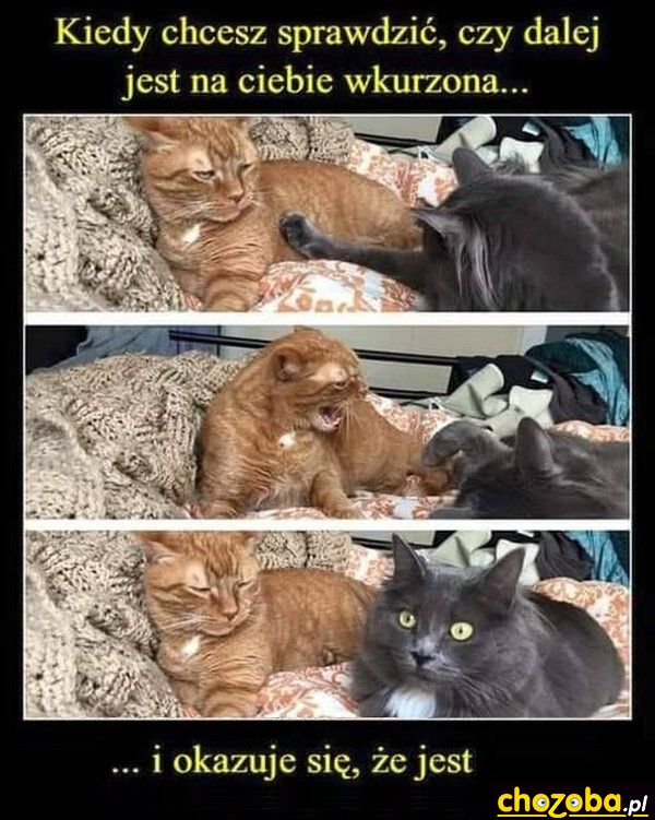 Wkurzona czy nie?