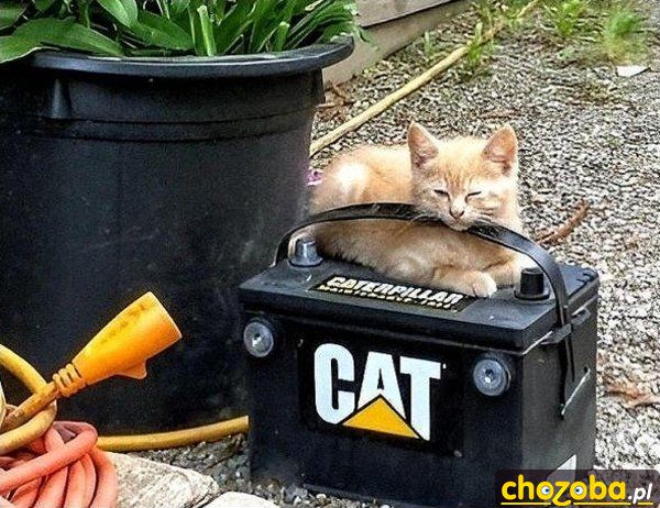 Cat