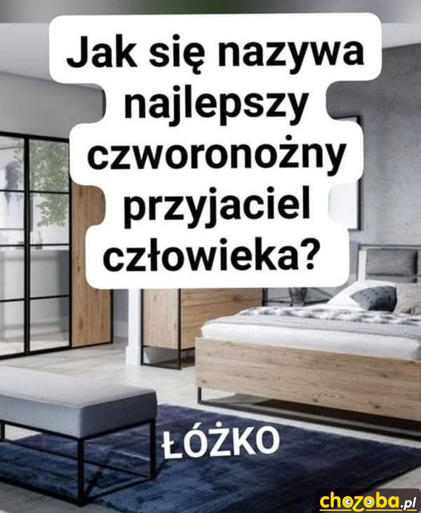 Najlepszy czworonożny przyjaciel